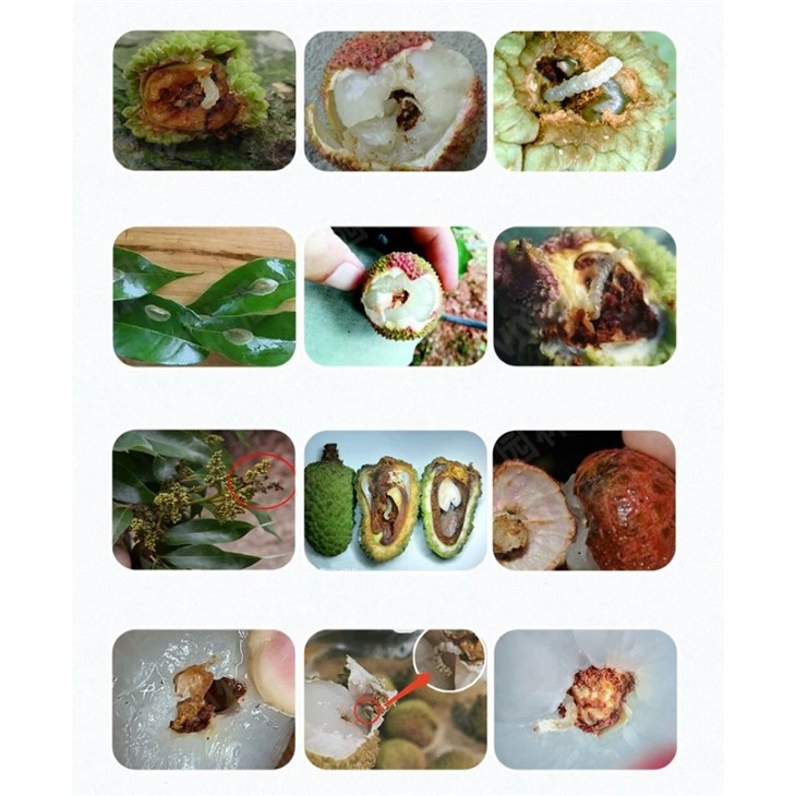 Insecticide CAS 35367-38-5 Diflubenzuron